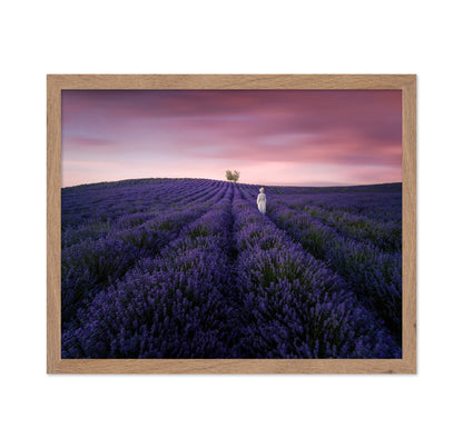 Lavender Twilight