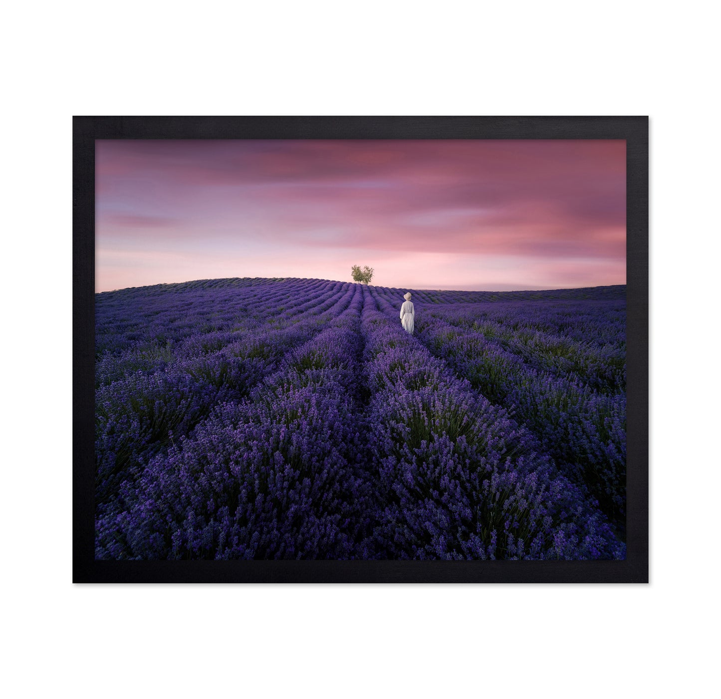 Lavender Twilight