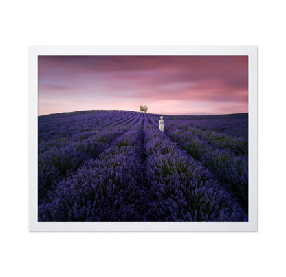 Lavender Twilight
