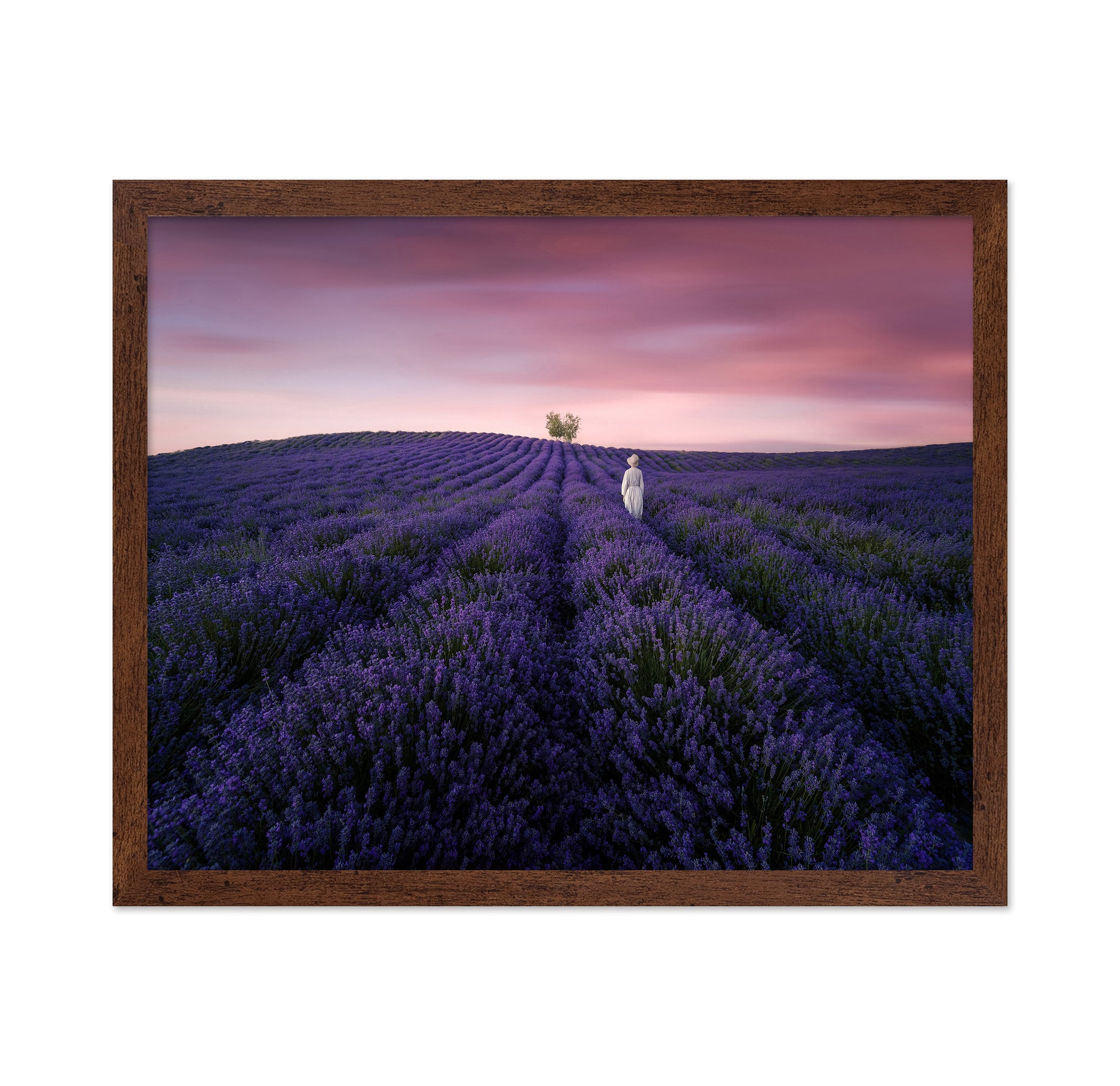 Lavender Twilight