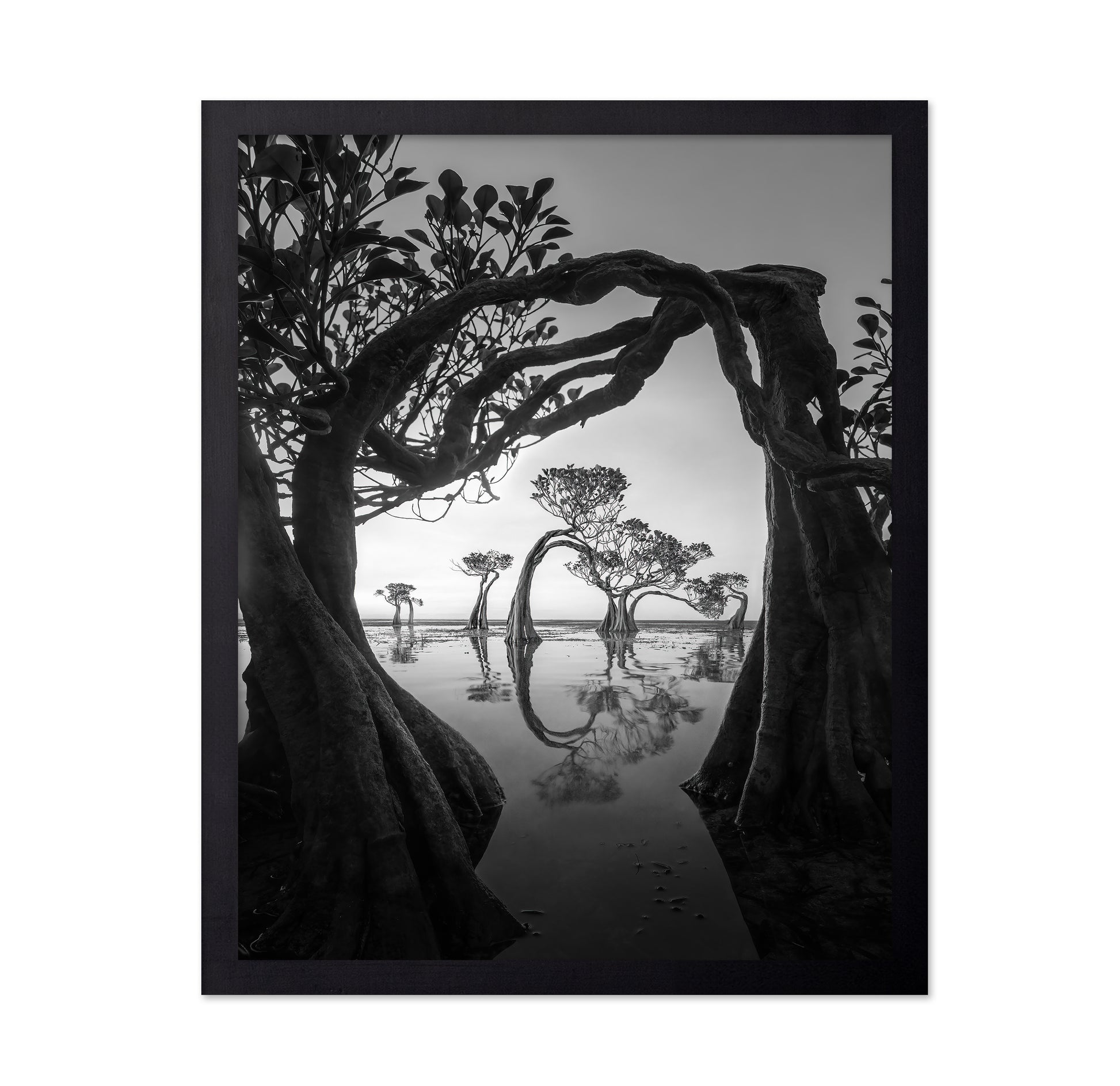 Willow Arc