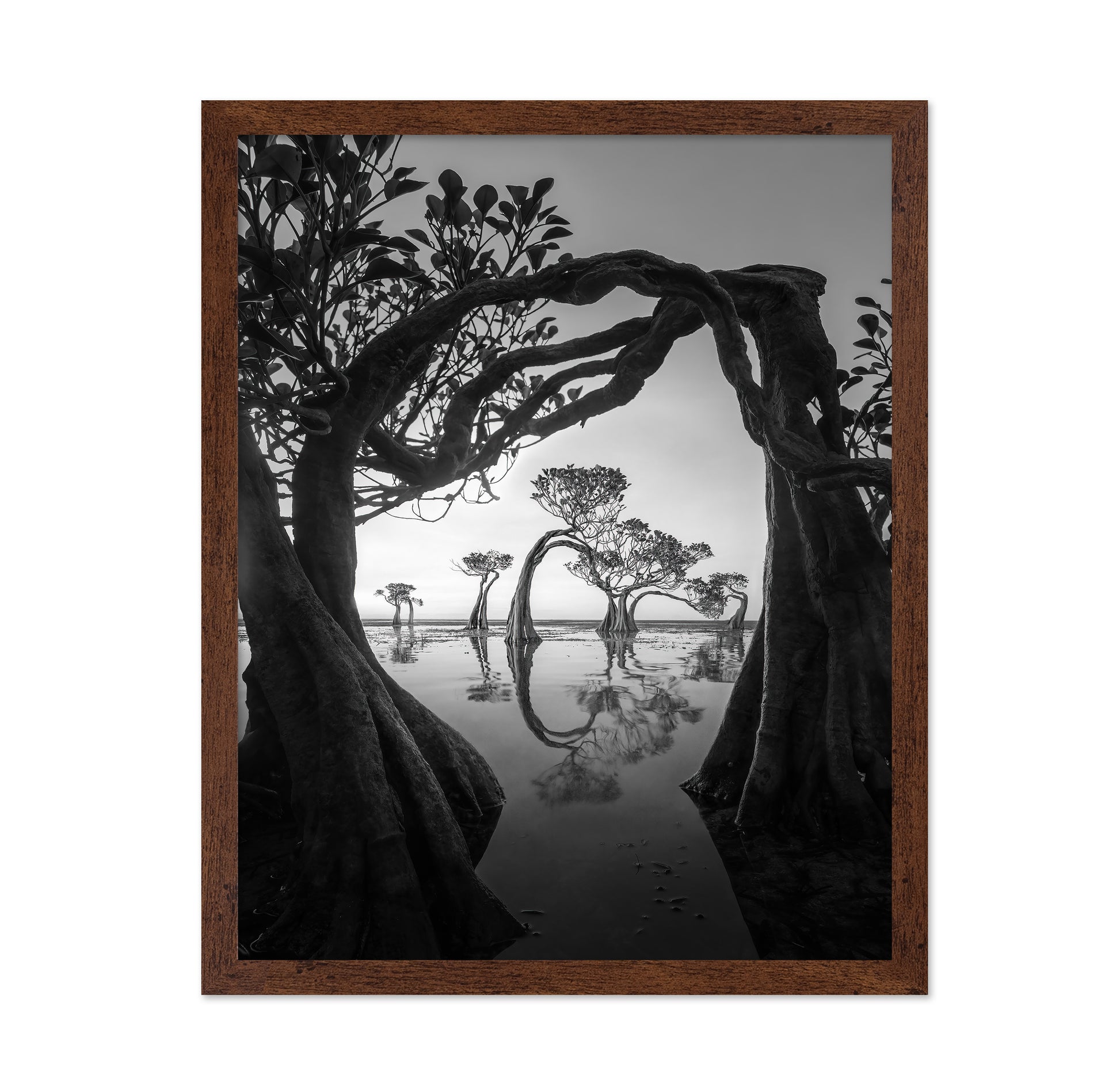 Willow Arc