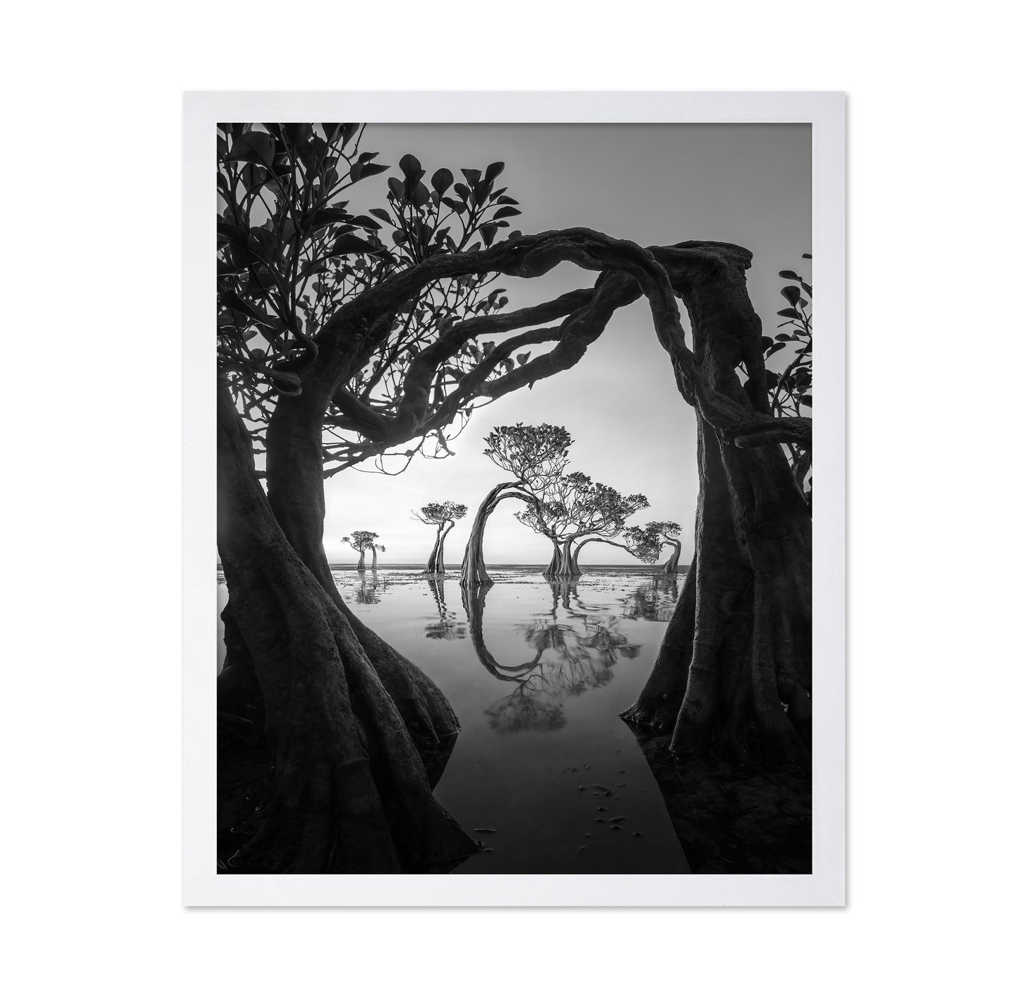 Willow Arc
