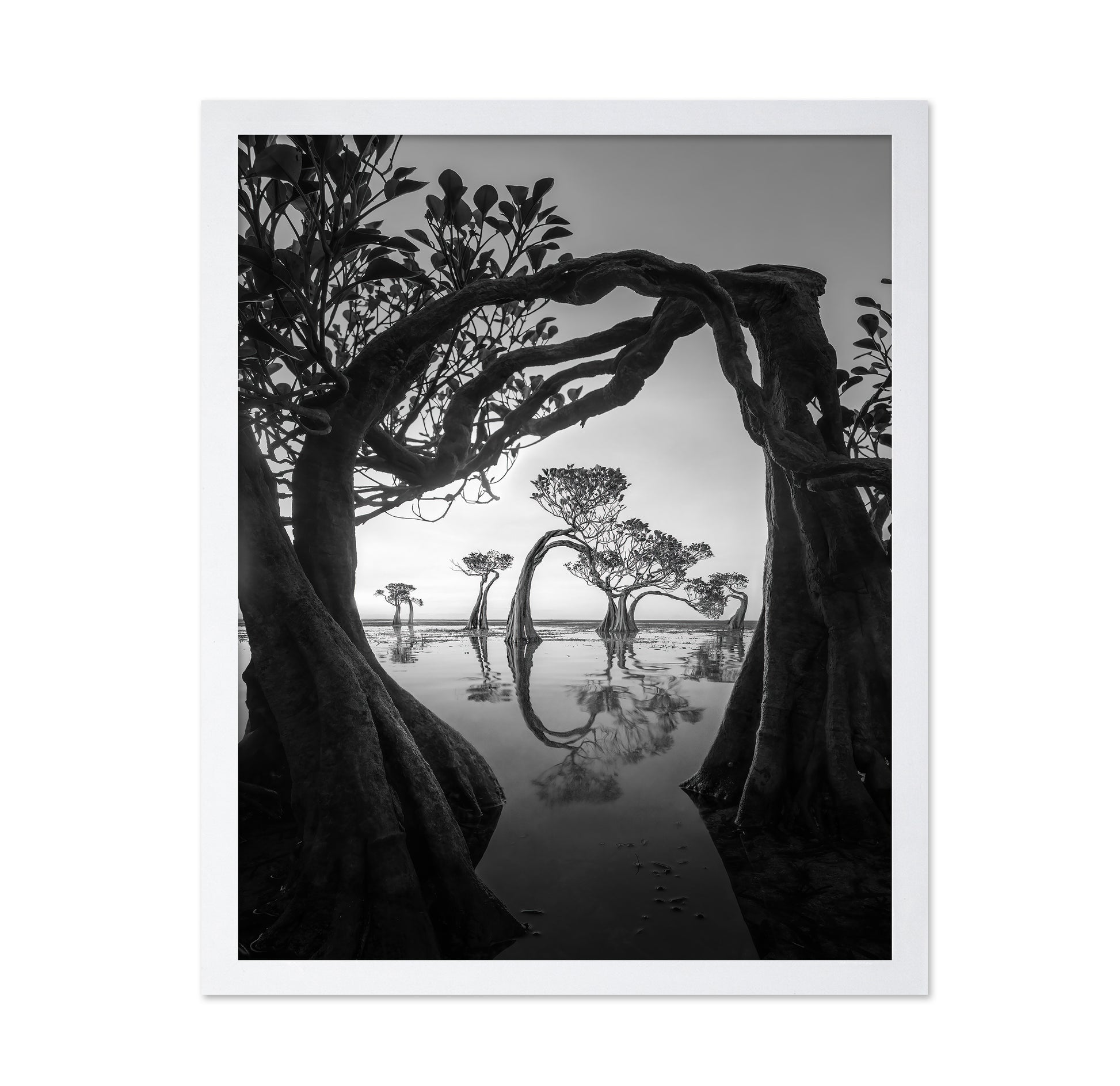 Willow Arc