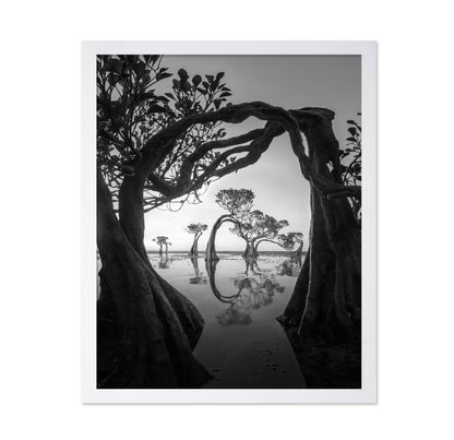 Willow Arc