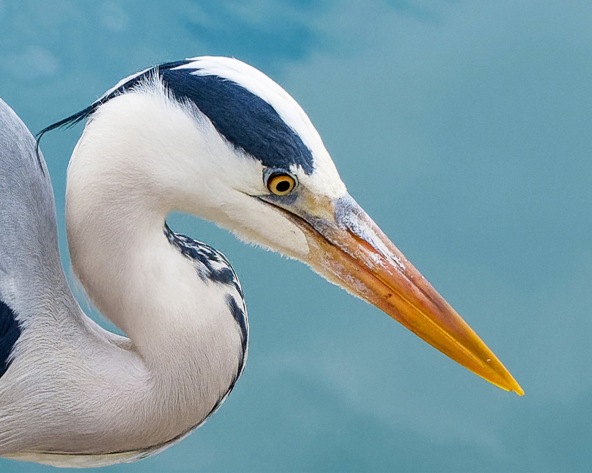 Majestic Grey Heron