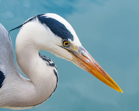 Majestic Grey Heron