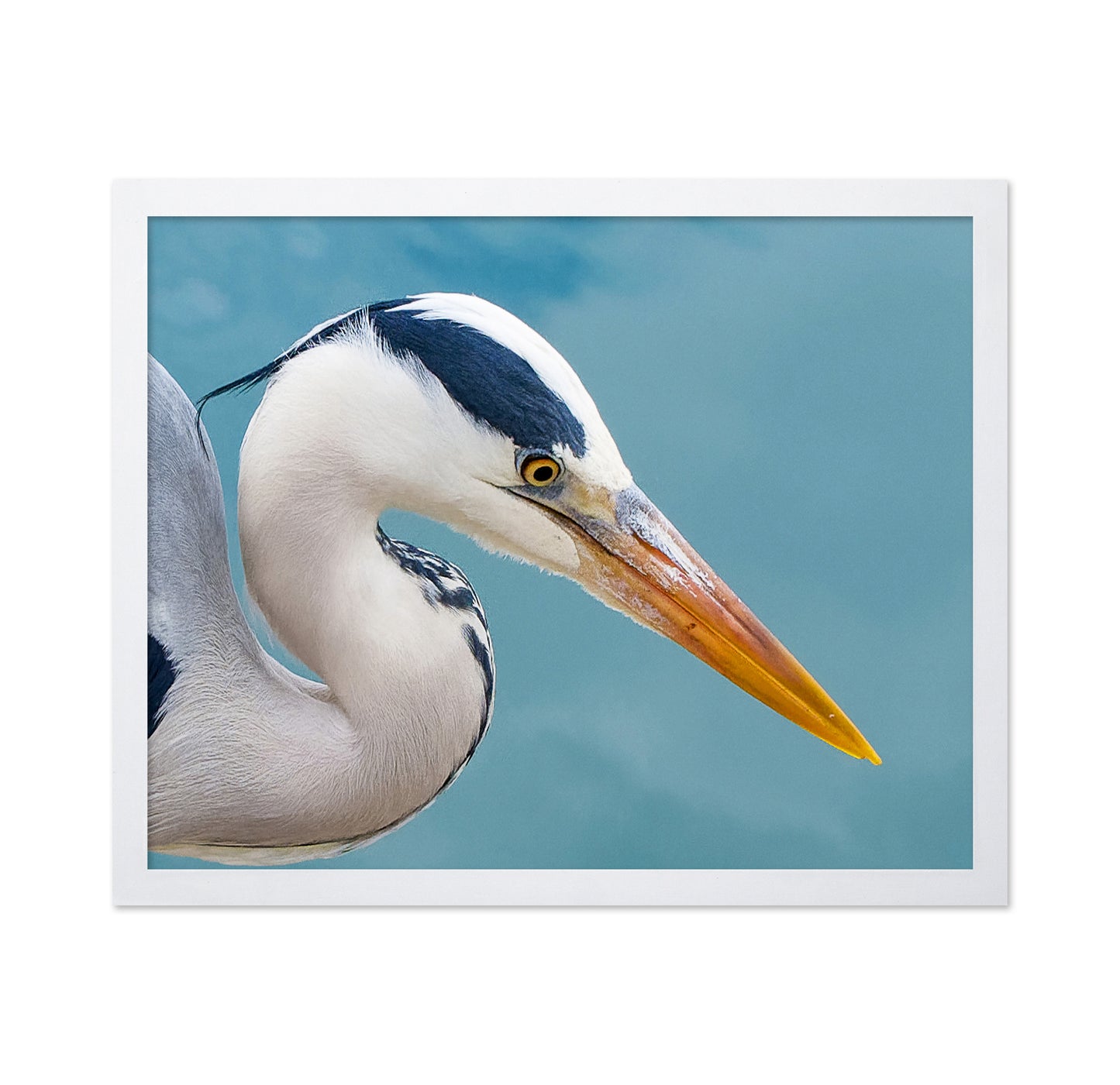 Majestic Grey Heron