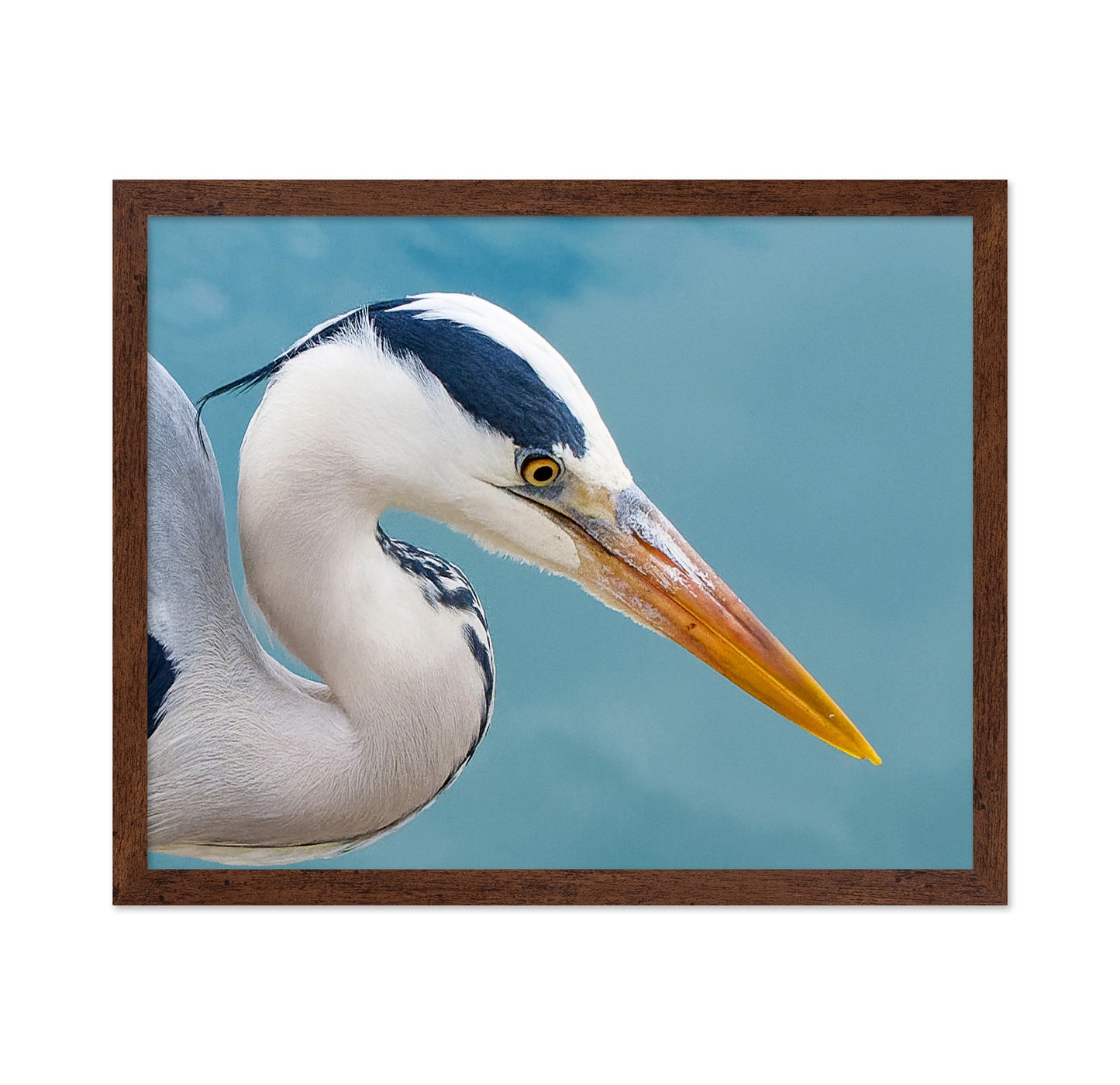 Majestic Grey Heron