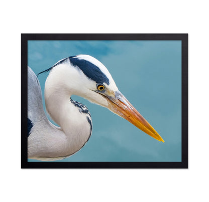 Majestic Grey Heron