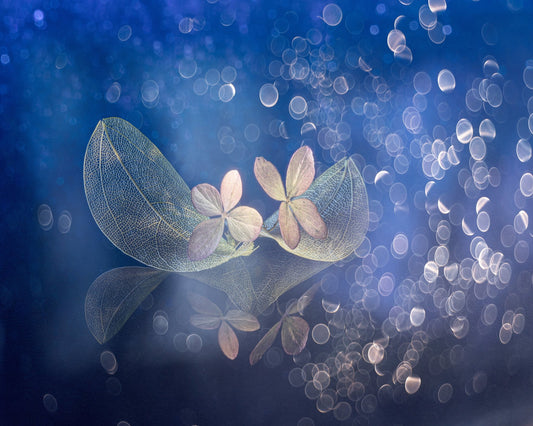 Fairytale Fantasy