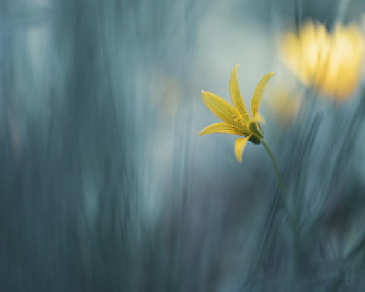 Spring Vaudeville