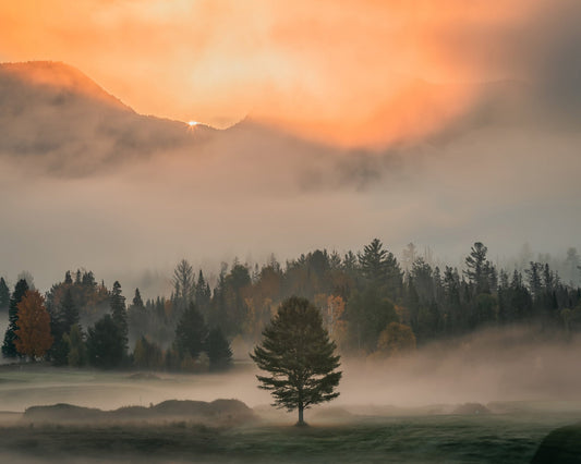 Mist No 1