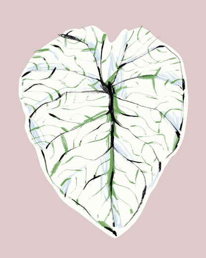 Alocasia Melo Light