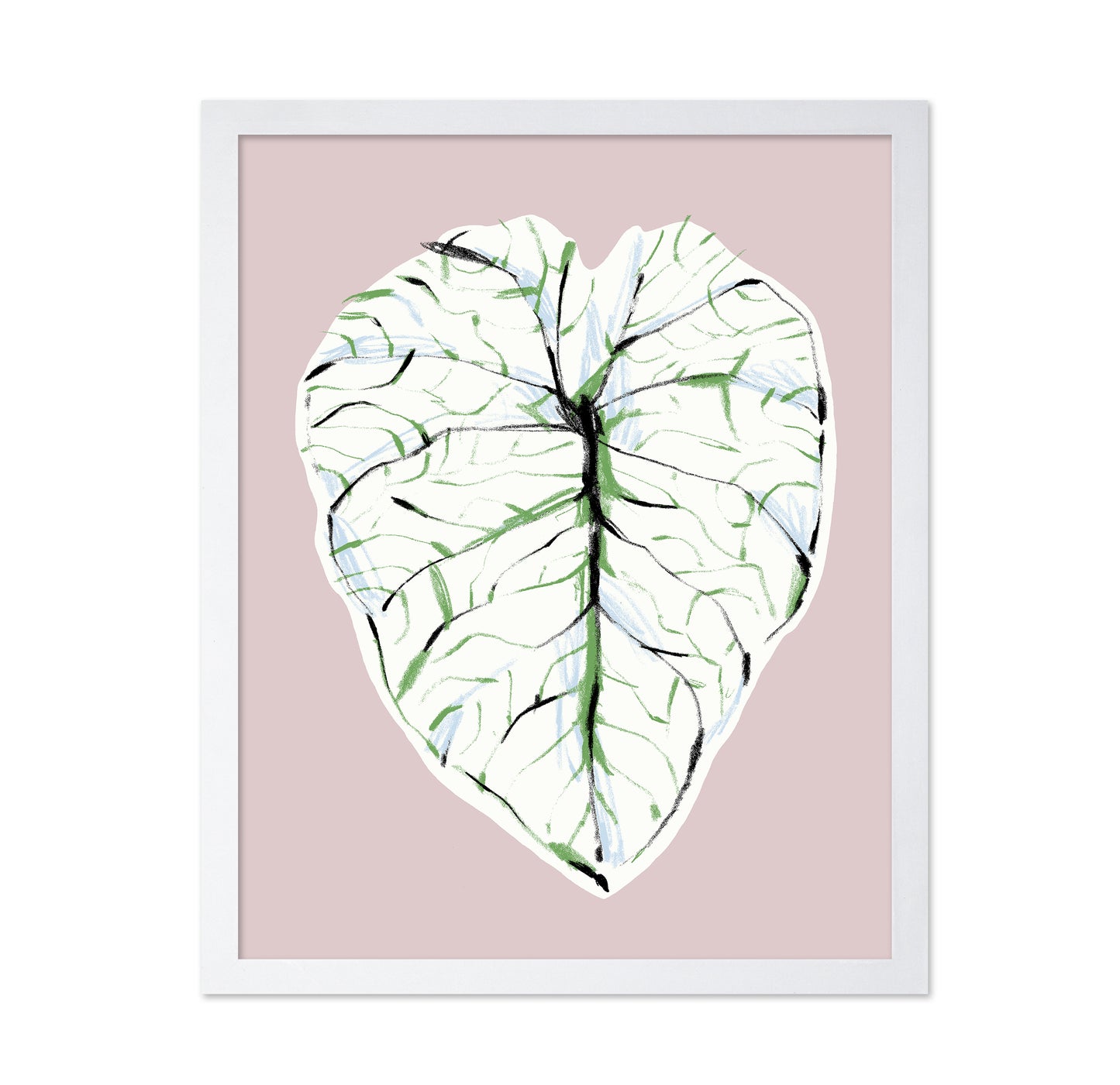 Alocasia Melo Light