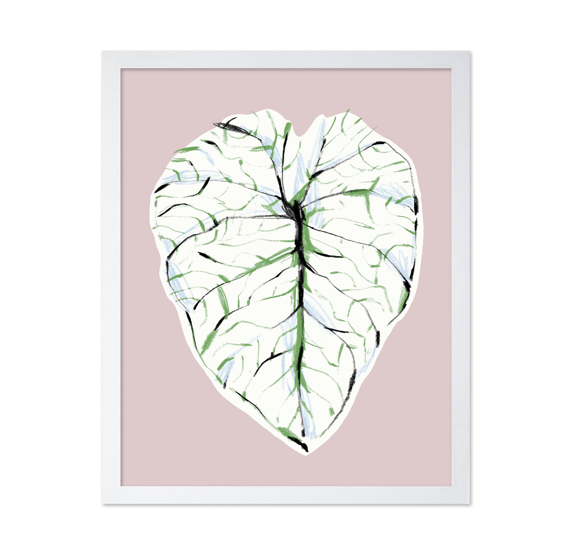 Alocasia Melo Light