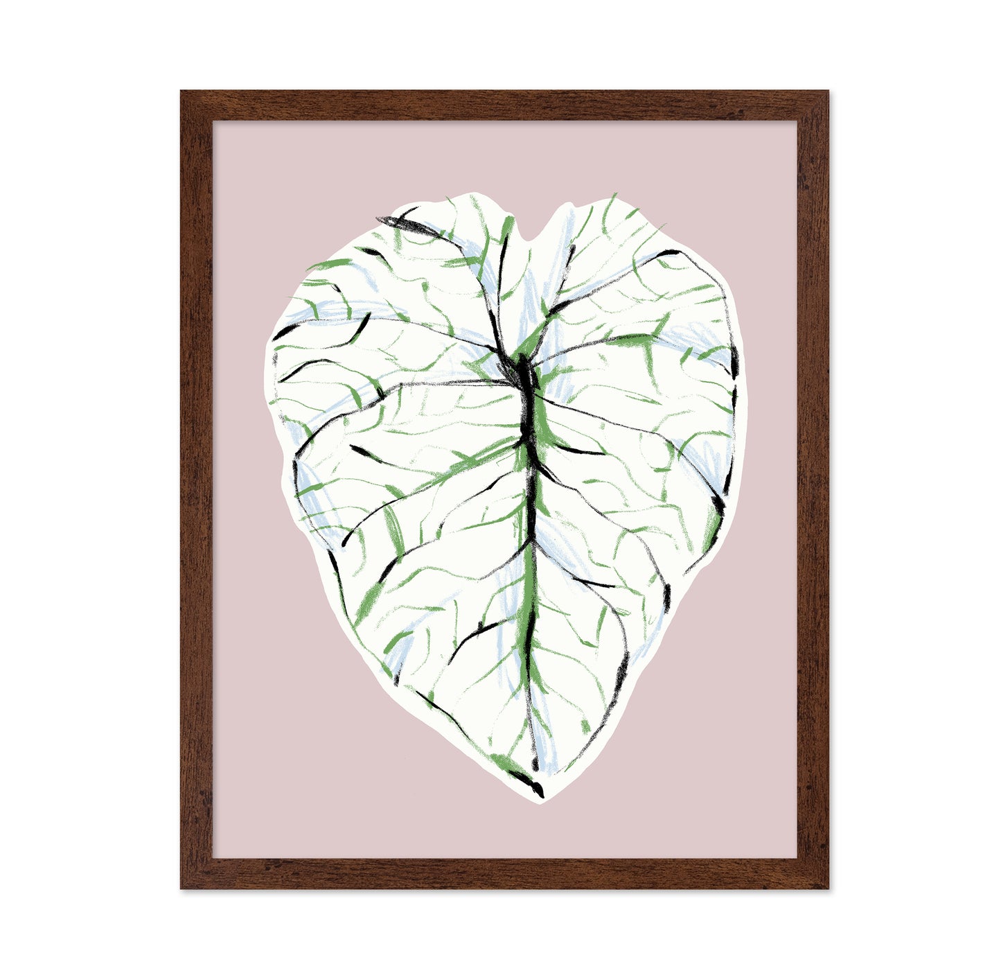 Alocasia Melo Light
