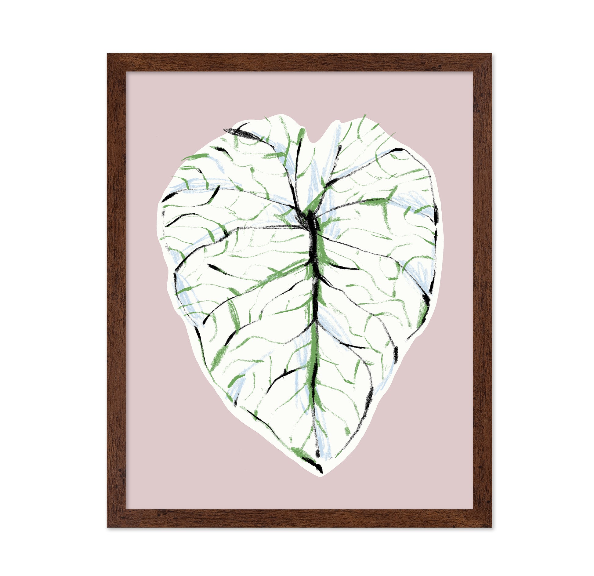 Alocasia Melo Light