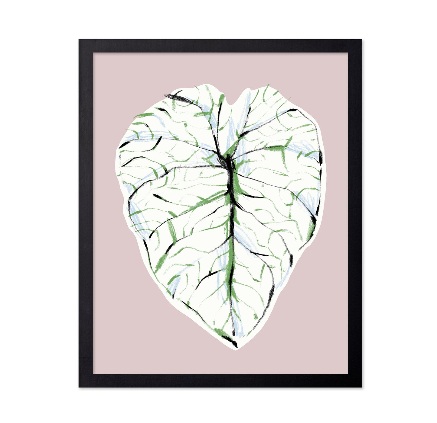 Alocasia Melo Light