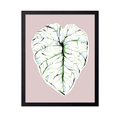 Alocasia Melo Light