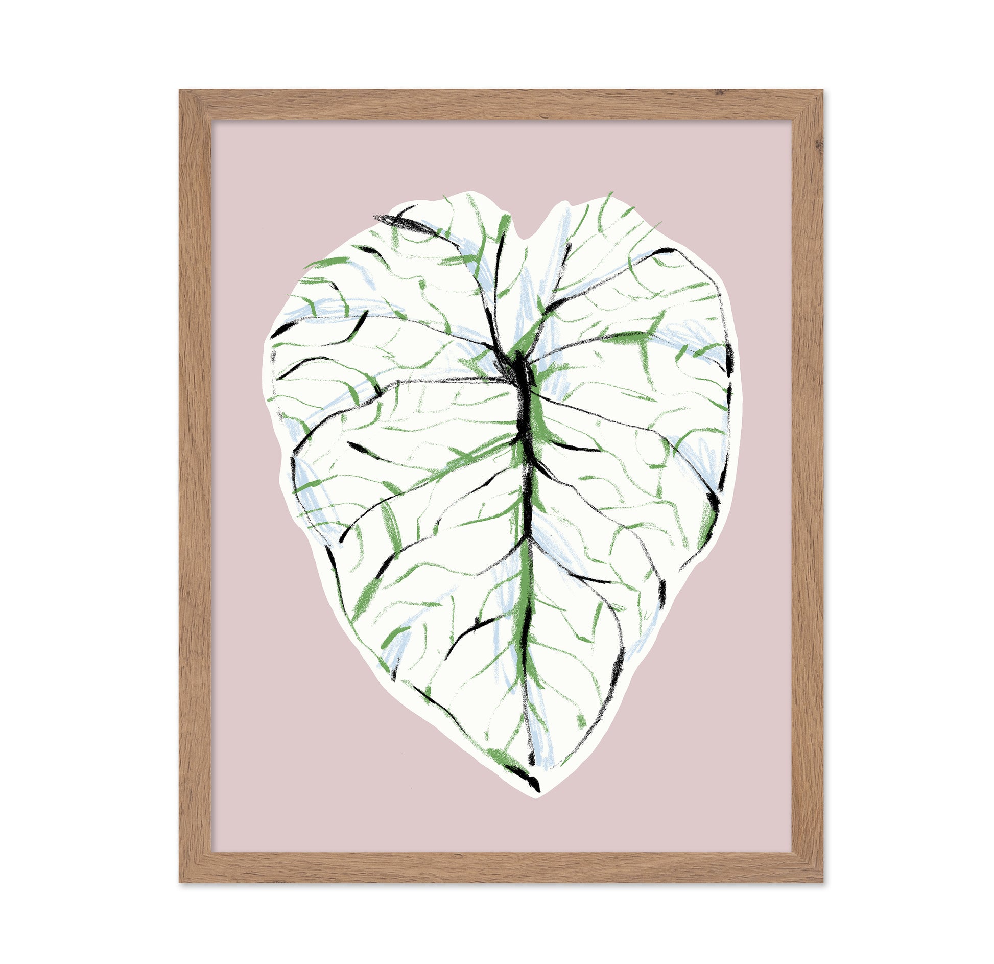 Alocasia Melo Light
