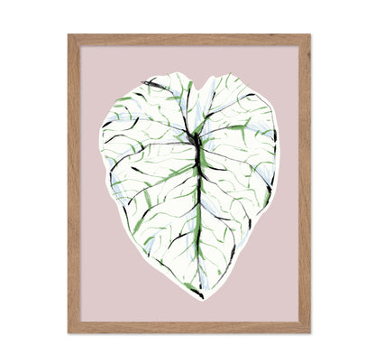 Alocasia Melo Light
