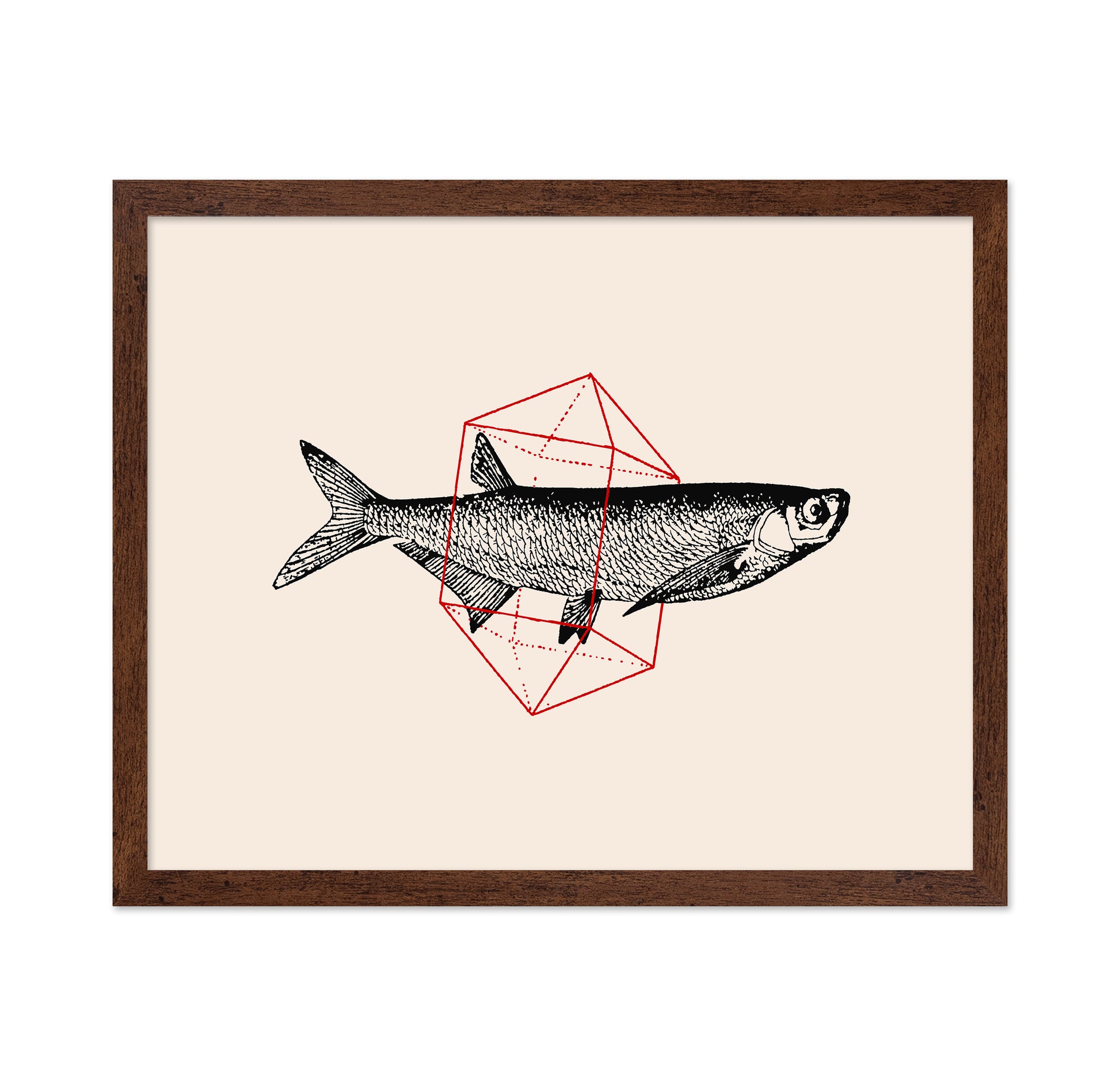 Geometric Fish
