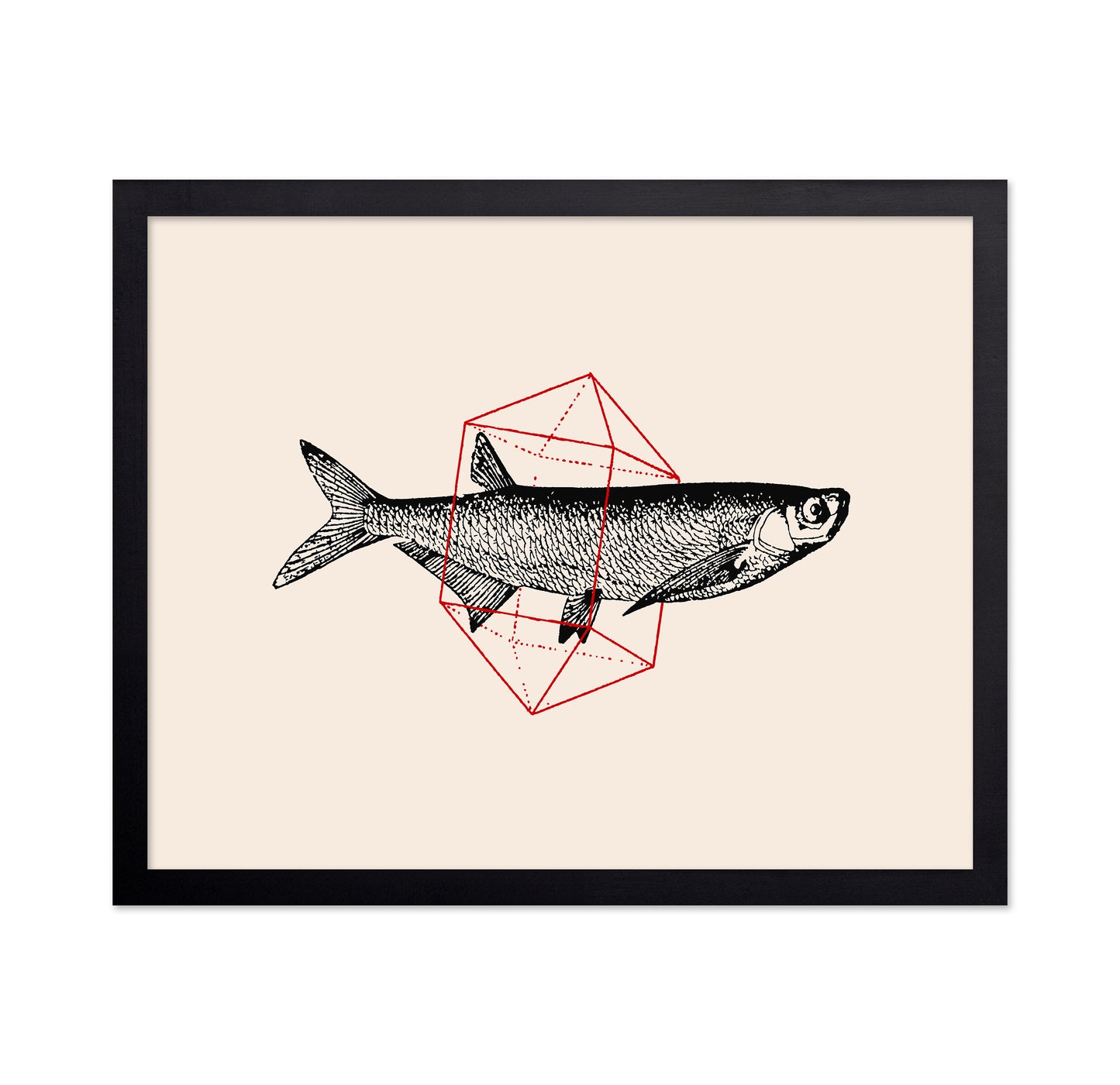 Geometric Fish