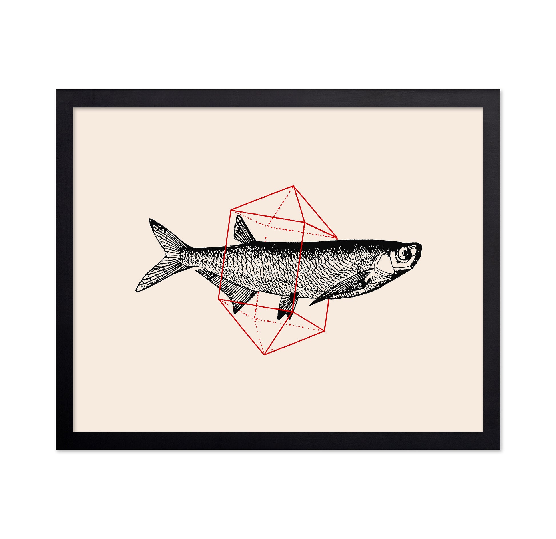 Geometric Fish