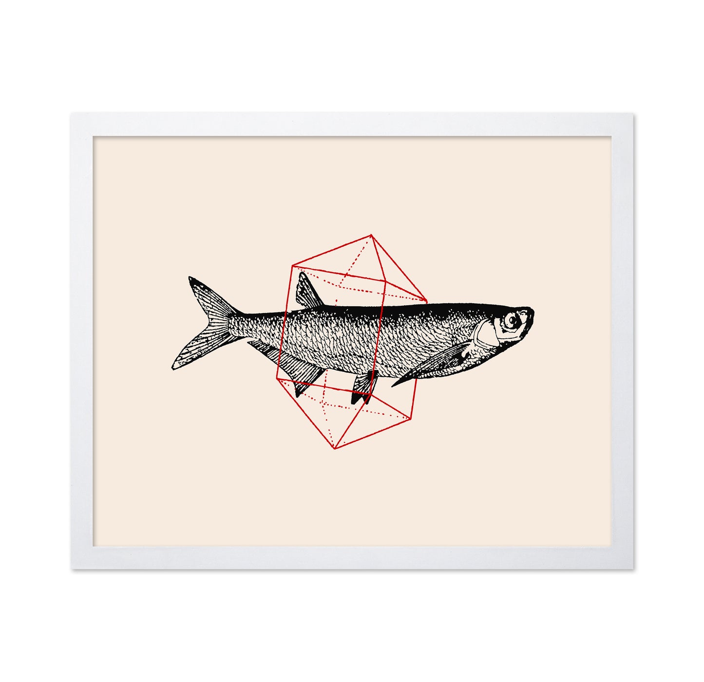 Geometric Fish