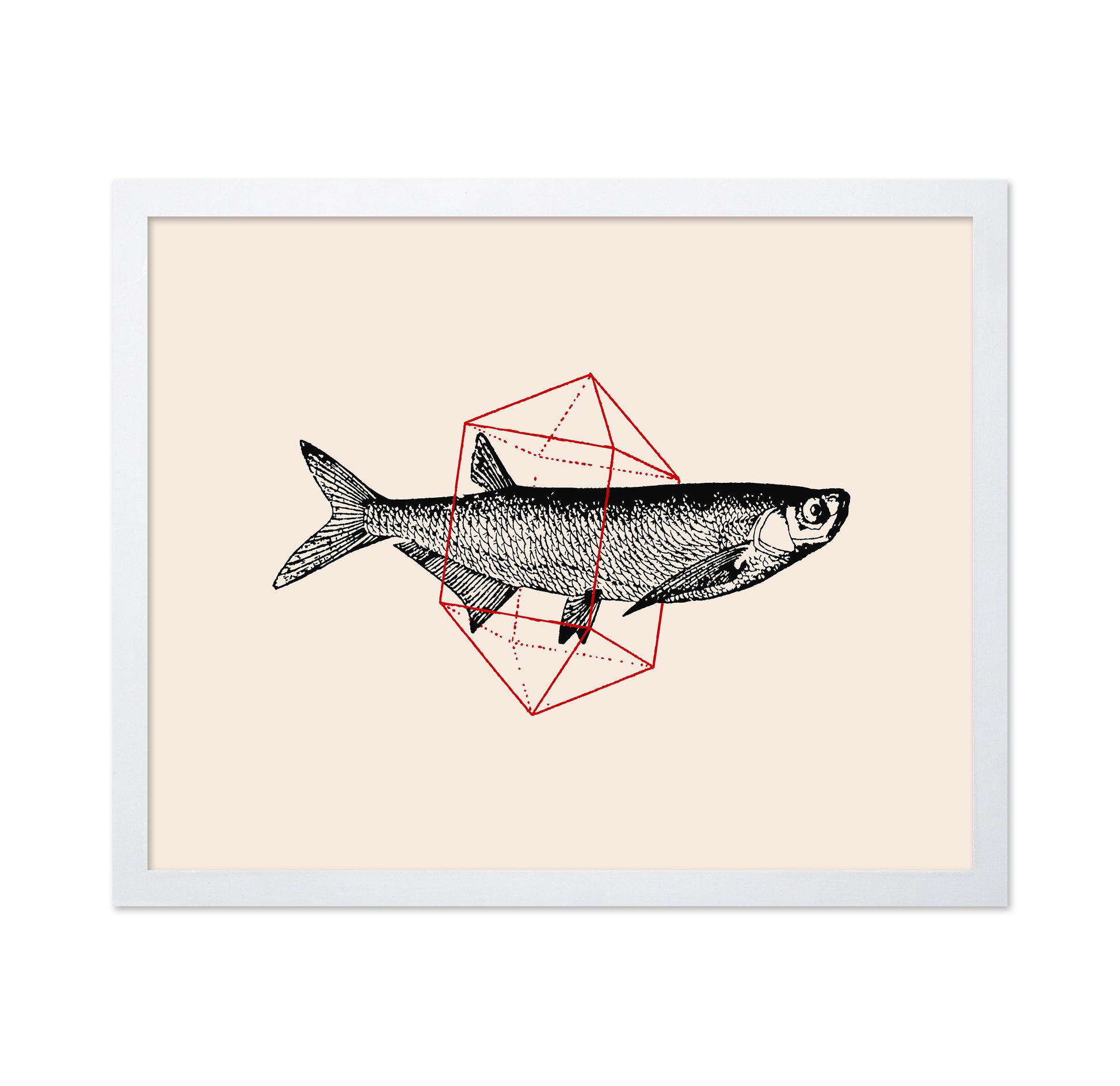 Geometric Fish