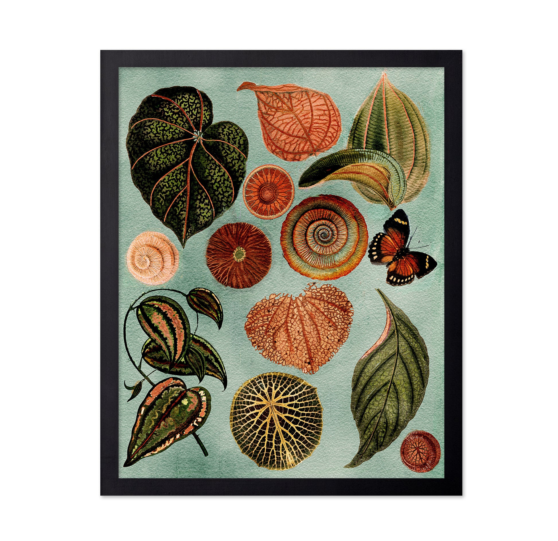 Terracotta Blues Botanical