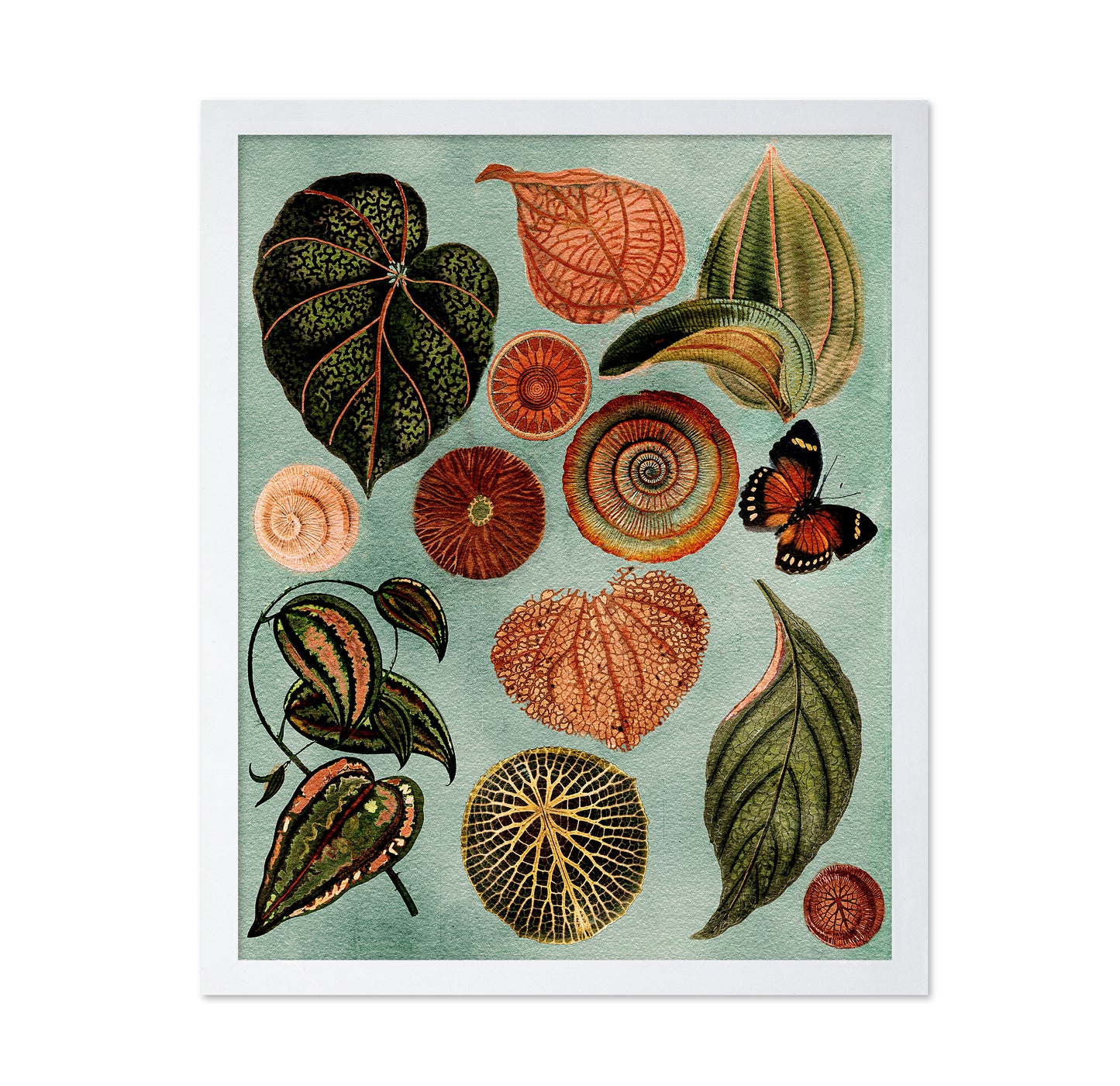 Terracotta Blues Botanical