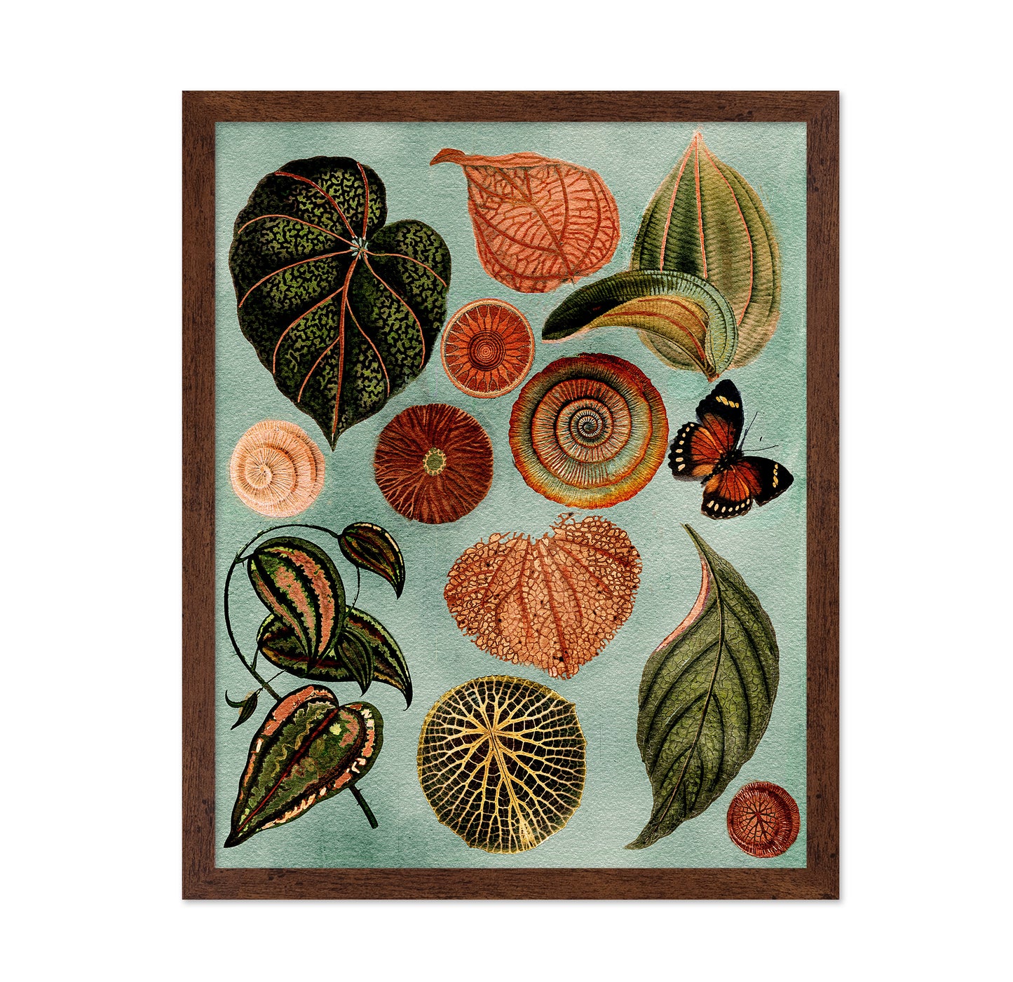 Terracotta Blues Botanical