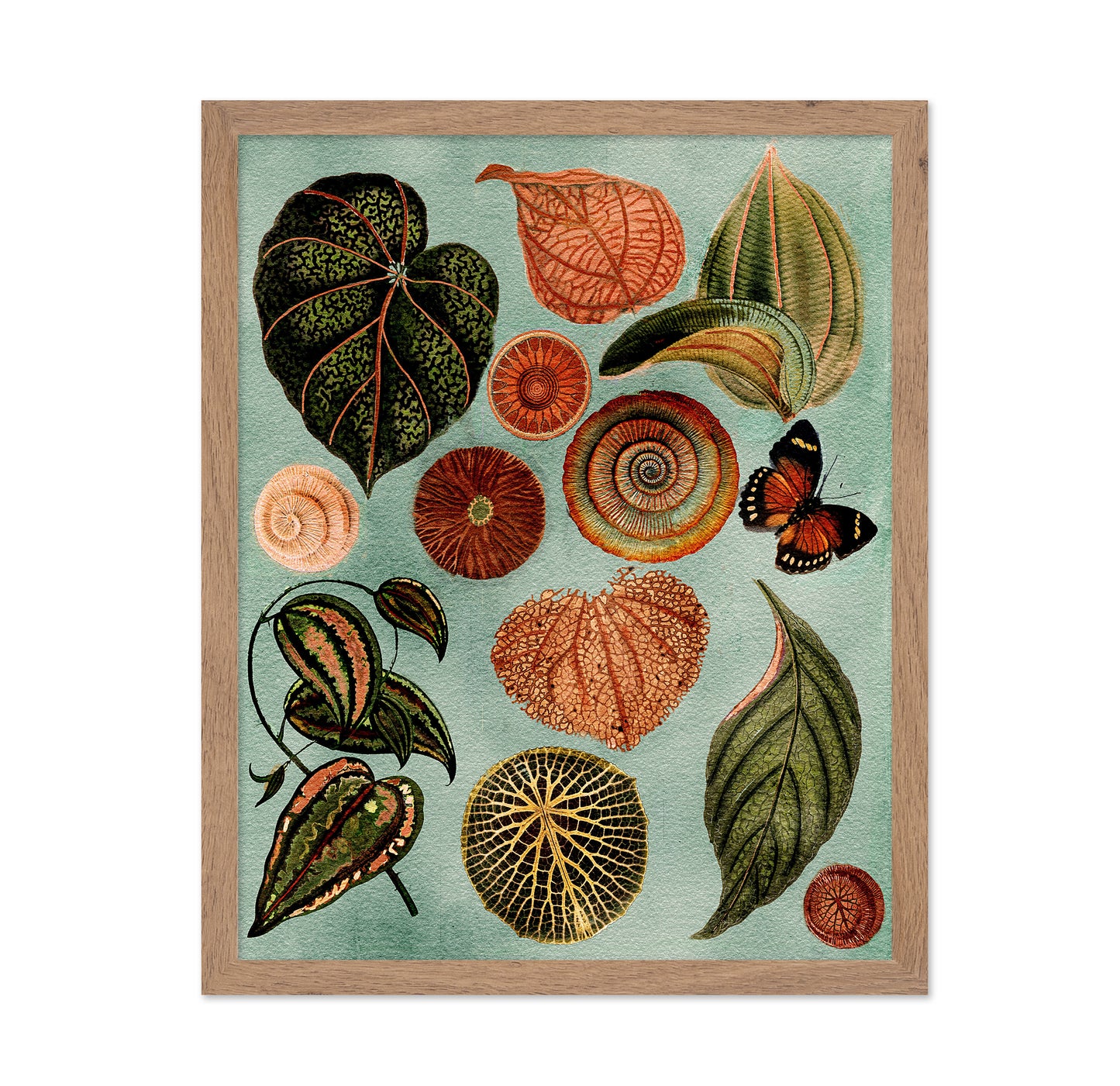 Terracotta Blues Botanical