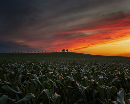 Sunset In The Cornfield