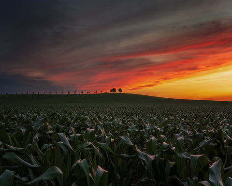 Sunset In The Cornfield