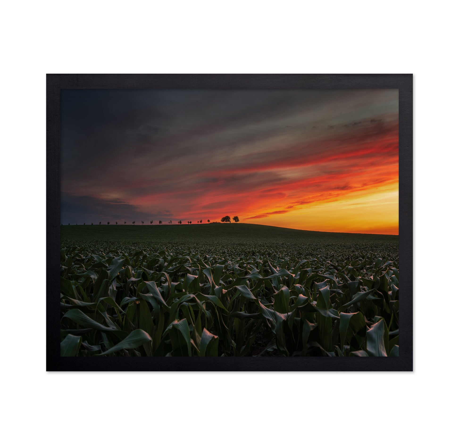 Sunset In The Cornfield