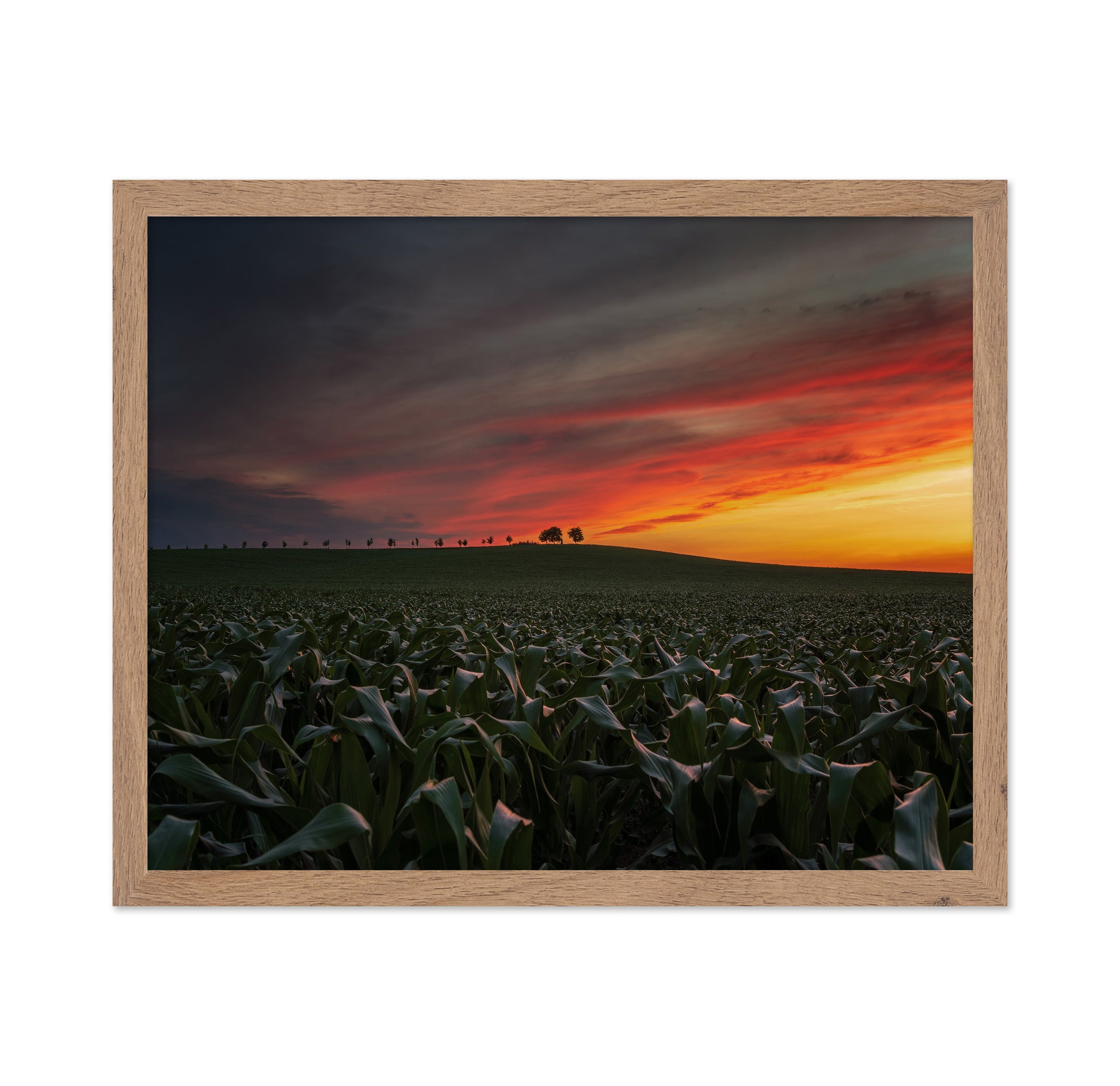Sunset In The Cornfield