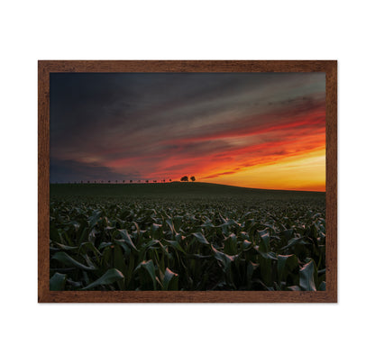 Sunset In The Cornfield