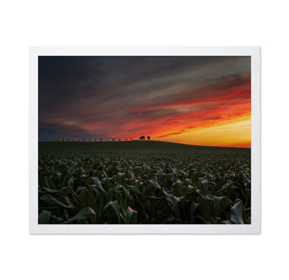 Sunset In The Cornfield