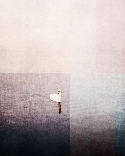 Swan In Water