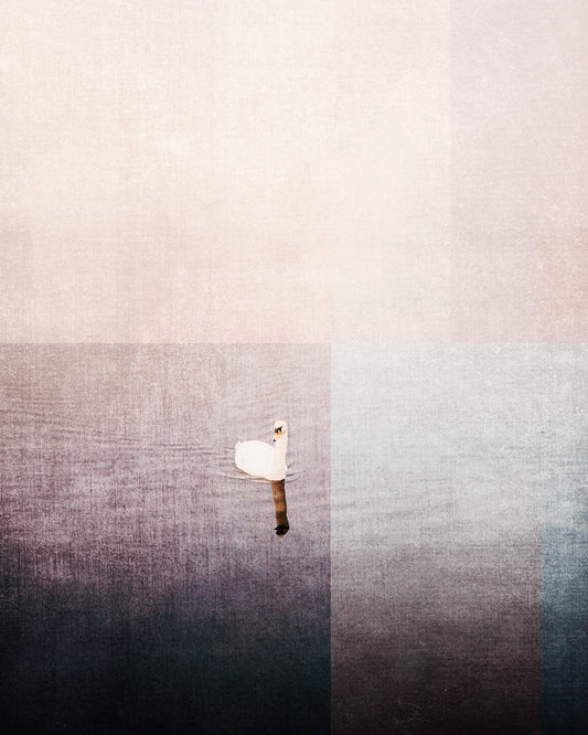 Swan In Water