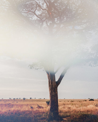 Tree In Landscape
