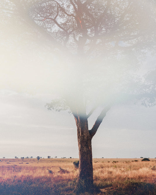 Tree In Landscape