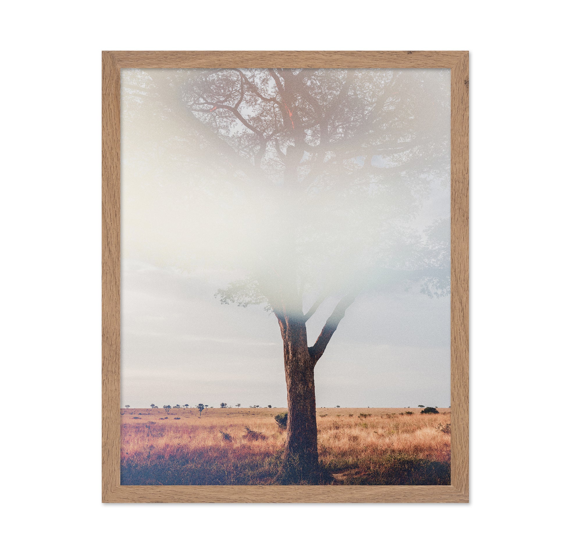 Tree In Landscape