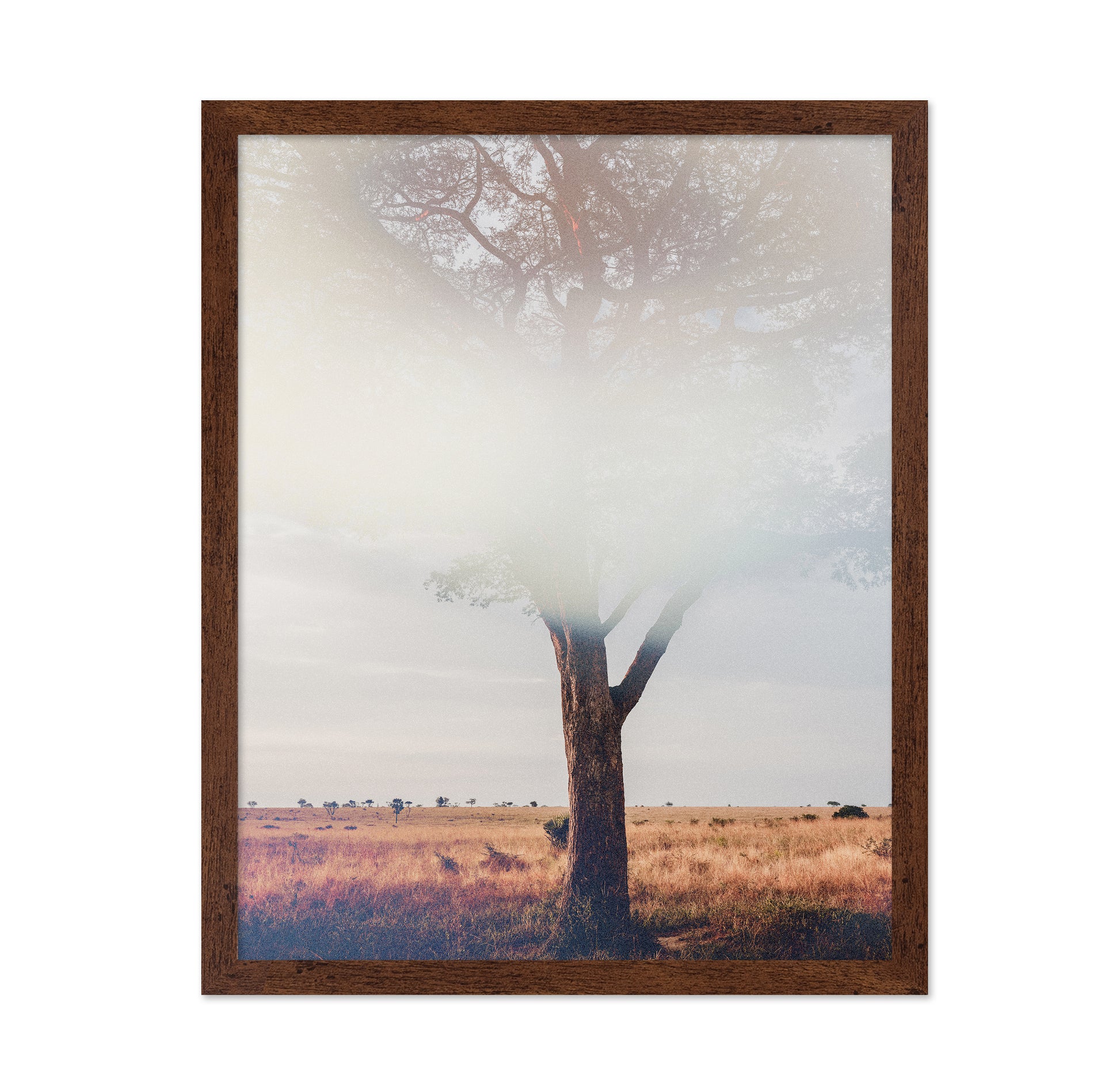 Tree In Landscape