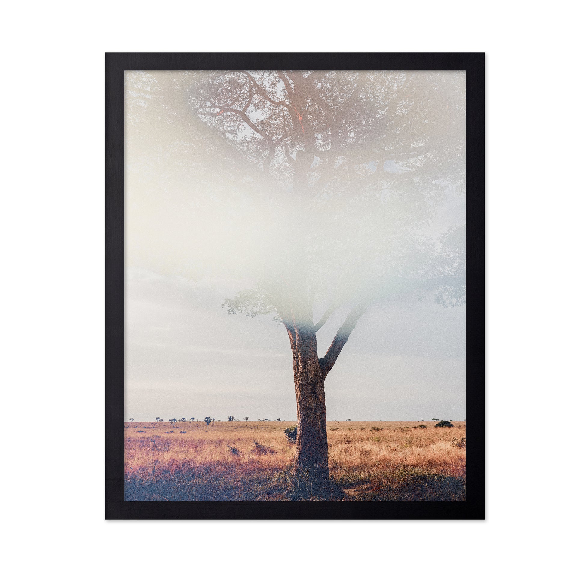 Tree In Landscape