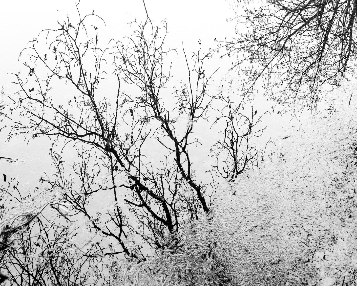 Tree Reflection