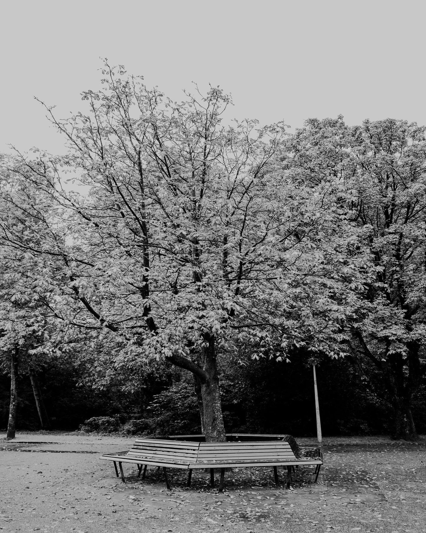 Vondel Park Amsterdam